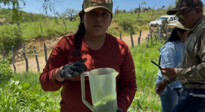 Gobierno de Sonora y Senasica intensifican acciones sanitarias para proteger al sector ganadero, mediante una estrategia integral que contempla el uso de moscas estériles en las zonas prioritarias del estado.