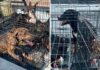 #Sonoyta: ¡Rescatan 18 cachorros!