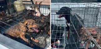 #Sonoyta: ¡Rescatan 18 cachorros!