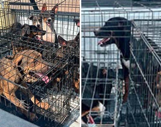 #Sonoyta: ¡Rescatan 18 cachorros!