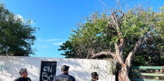 Protección Civil Estatal y Ayuntamiento trabajan en retiro de árboles caídos