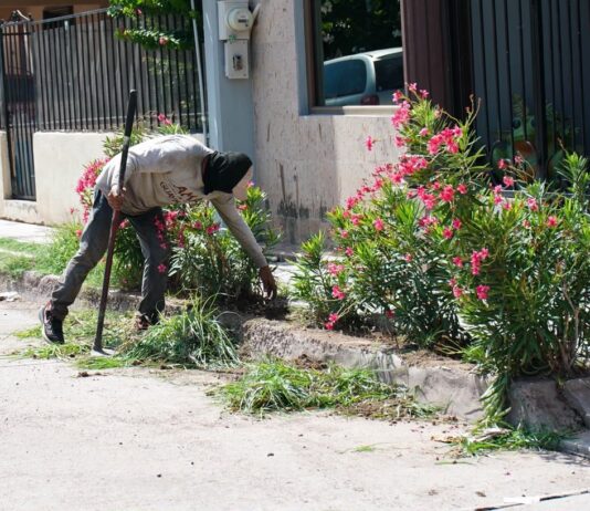 Retira Ayuntamiento alrededor de 90 toneladas de basura, maleza y cacharros en Loma Dorada