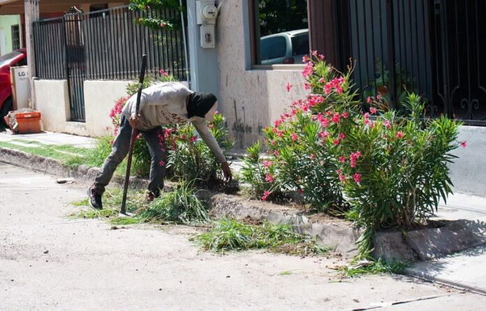 Retira Ayuntamiento alrededor de 90 toneladas de basura, maleza y cacharros en Loma Dorada; como parte de las acciones permanentes para mejorar la imagen urbana y ofrecer espacios más limpios y seguros.