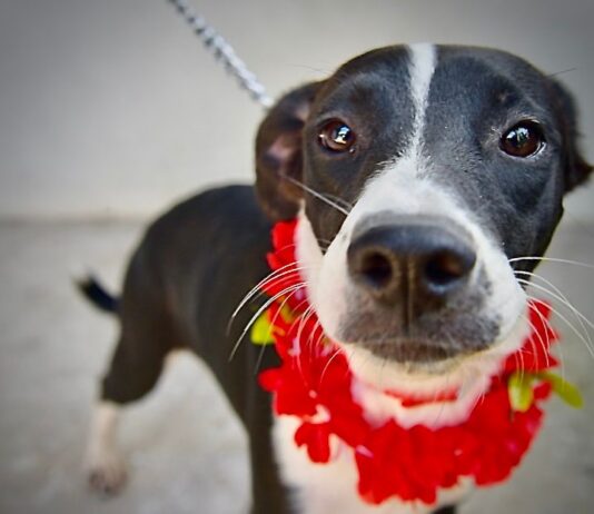 Organiza Gobierno de Hermosillo Feria de Adopciones de animales de compañía