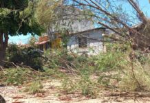 Continúa Ecología Municipal con retiro de árboles derribados por tormentas