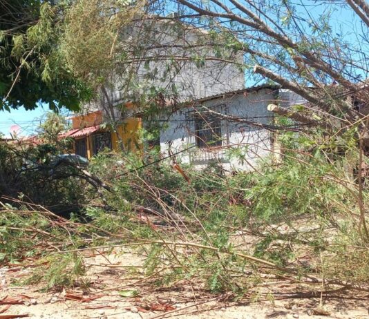 Continúa Ecología Municipal con retiro de árboles derribados por tormentas