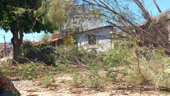 Continúa Ecología Municipal con retiro de árboles derribados por tormentas; en atención a los reportes ciudadanos y por instrucciones del presidente municipal Luis Fuentes Aguilar.