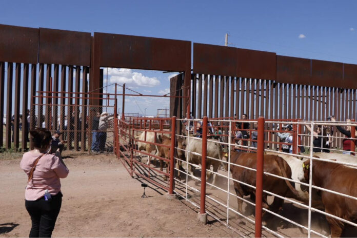 Durazo y Sheinbaum refuerzan acciones ante reapertura de la frontera; dispersan 7 millones de moscas estériles contra el gusano barrenador.