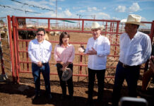 Sonora reactiva exportación de ganado a EU