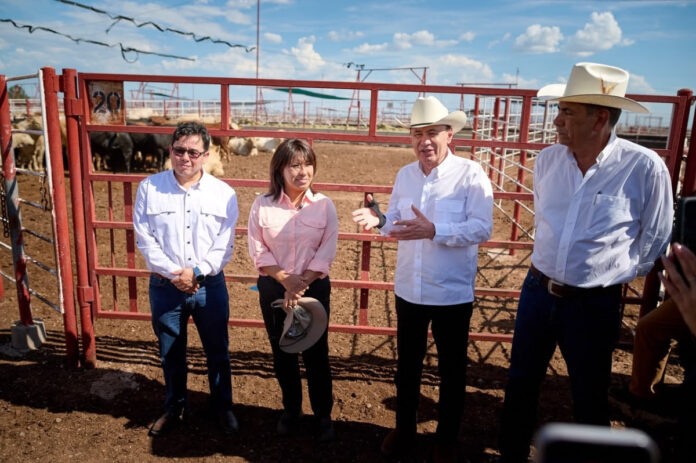 Sonora reactiva exportación de ganado a EU; gestiones de Sheinbaum y Durazo abren la frontera.