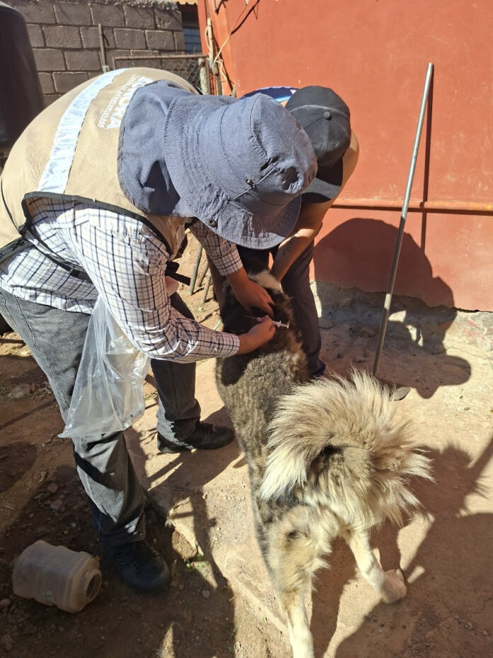 Refuerza Salud Sonora acciones para prevenir la rickettsia con más de 3 mil perros ectodesparasitados.