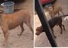 Rescatan a tres caninos en condiciones de abandono durante cateo