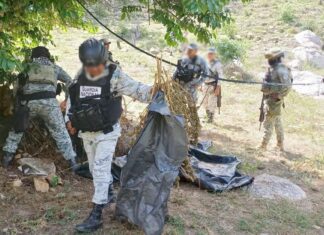 Localizan secadero de marihuana