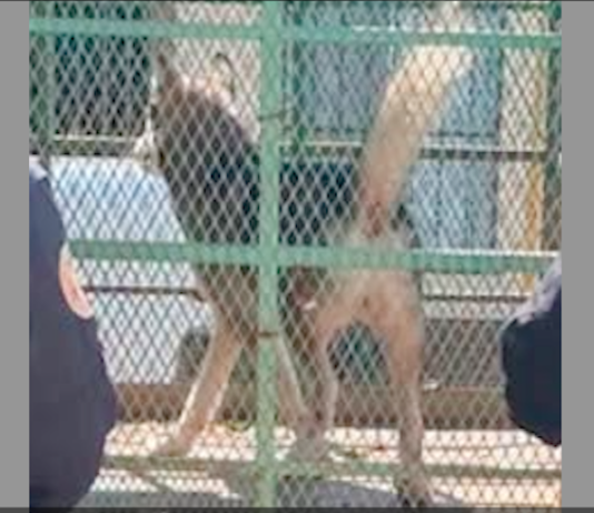 Rescatan un ‘Husky’ durante cateo por maltrato animal
