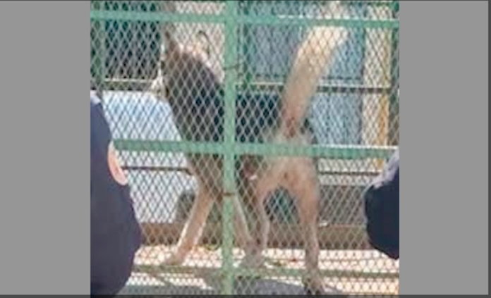 Rescatan un ‘Husky’ durante cateo por maltrato animal; fue asegurado para garantizar su protección y atención inmediata.
