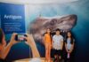 La exposición TIBURONES llega a Hermosillo, para romper los mitos alrededor de esta especie