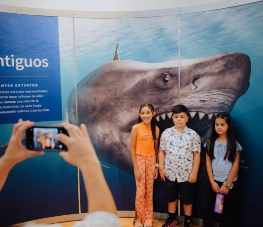 La exposición TIBURONES llega a Hermosillo, para romper los mitos alrededor de esta especie