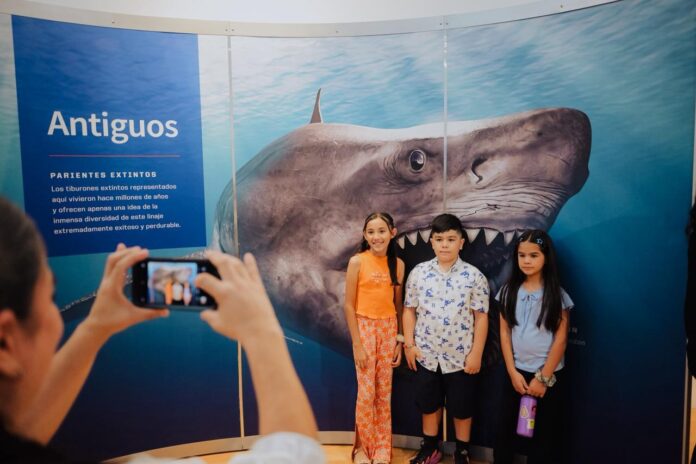 La exposición TIBURONES llega a Hermosillo, para romper los mitos alrededor de esta especie; la exposición, proveniente del Museo Americano de Historia Natural de Nueva York e impulsada por Fundación Coppel, permanecerá hasta el 31 de diciembre en MUSAS.