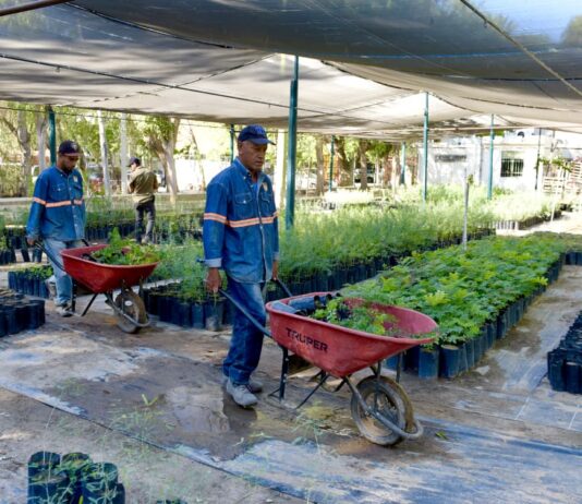 Donará Ayuntamiento árboles nativos en el Vivero Municipal