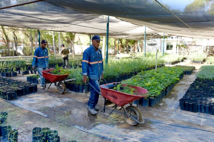 Donará Ayuntamiento de Hermosillo árboles nativos en el Vivero Municipal; la entrega se realizará el viernes 11 de septiembre en el Vivero Municipal, donde también se recibirán materiales reciclables como PET, cartón y aluminio.