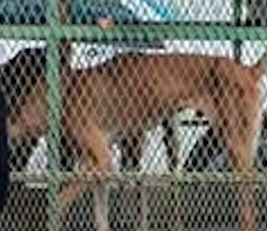 Rescatan a tres caninos en severo estado de abandono