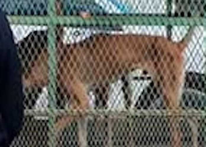 Rescatan a tres caninos en severo estado de abandono; los cachorritos fueron hallados en avanzado estado de desnutrición, en la colonia Beltrones.