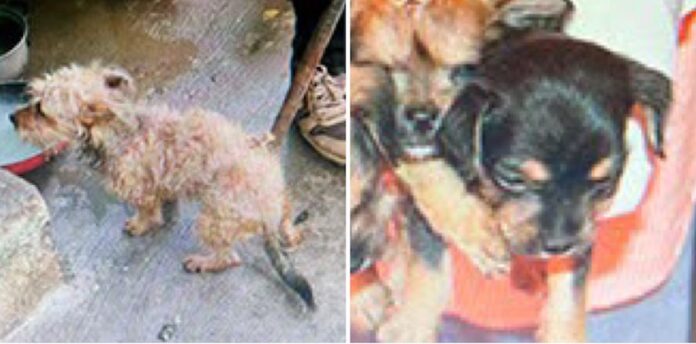 Rescatan a 22 perros de maltrato animal; investigan posibles actos de crueldad o abandono que pusieran en riesgo su bienestar y supervivencia.