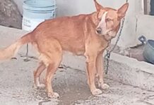 Mediante cateo rescatan a cachorrito por actos de maltrato o crueldad animal