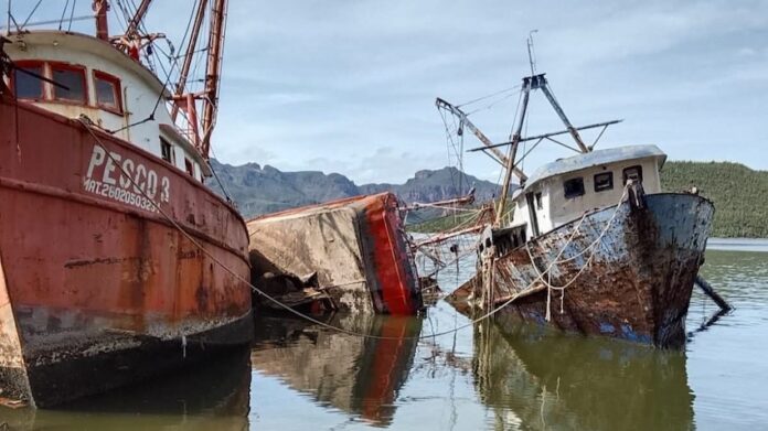 Diezmada flota inicia temporada camaronera este miércoles; con no más de 60 embarcaciones mayores que se prevé salgan a la captura del crustáceo.