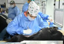 Anuncian jornada de castración para perros y gatos
