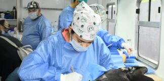 Anuncian jornada de castración para perros y gatos