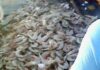 Pescadores ribereños piden apoyos emergentes