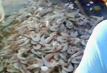 Pescadores ribereños piden apoyos emergentes