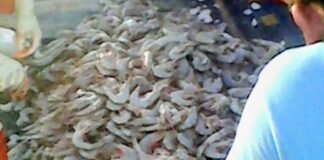 Pescadores ribereños piden apoyos emergentes