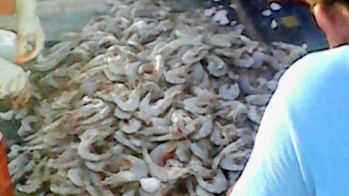 Pescadores ribereños piden apoyos emergentes y adelantar la temporada de camarón en Sonora.