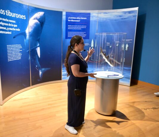 Continúa exposición TIBURONES disponible para familias hermosillenses y visitantes