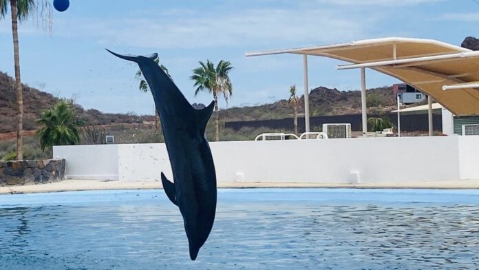 En estudio la causa de muerte del delfín ‘Moana’; que se encontraba bajo custodia del Delfinario Sonora.