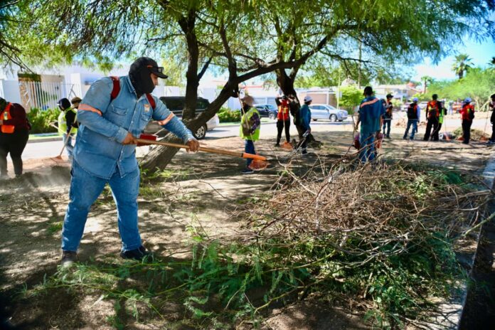 Avanzan jornadas intensas de limpieza en calles y camellones de Hermosillo; en coordinación con Servicios Públicos Municipales, cuadrillas de empleo temporal retiran maleza y malecones en panteones, camellones y avenidas principales para transformar la imagen urbana.
