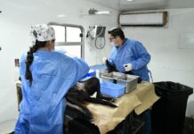 Anuncian jornada de esterilización gratuita para perros y gatos
